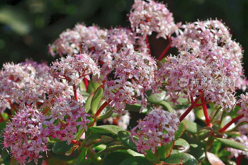 龙葵/玉花/钱花